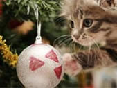 Immagini gatto di Natale